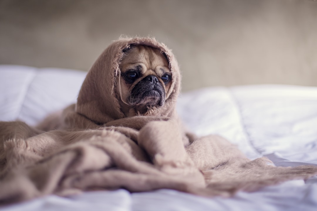 Photo coughing dog