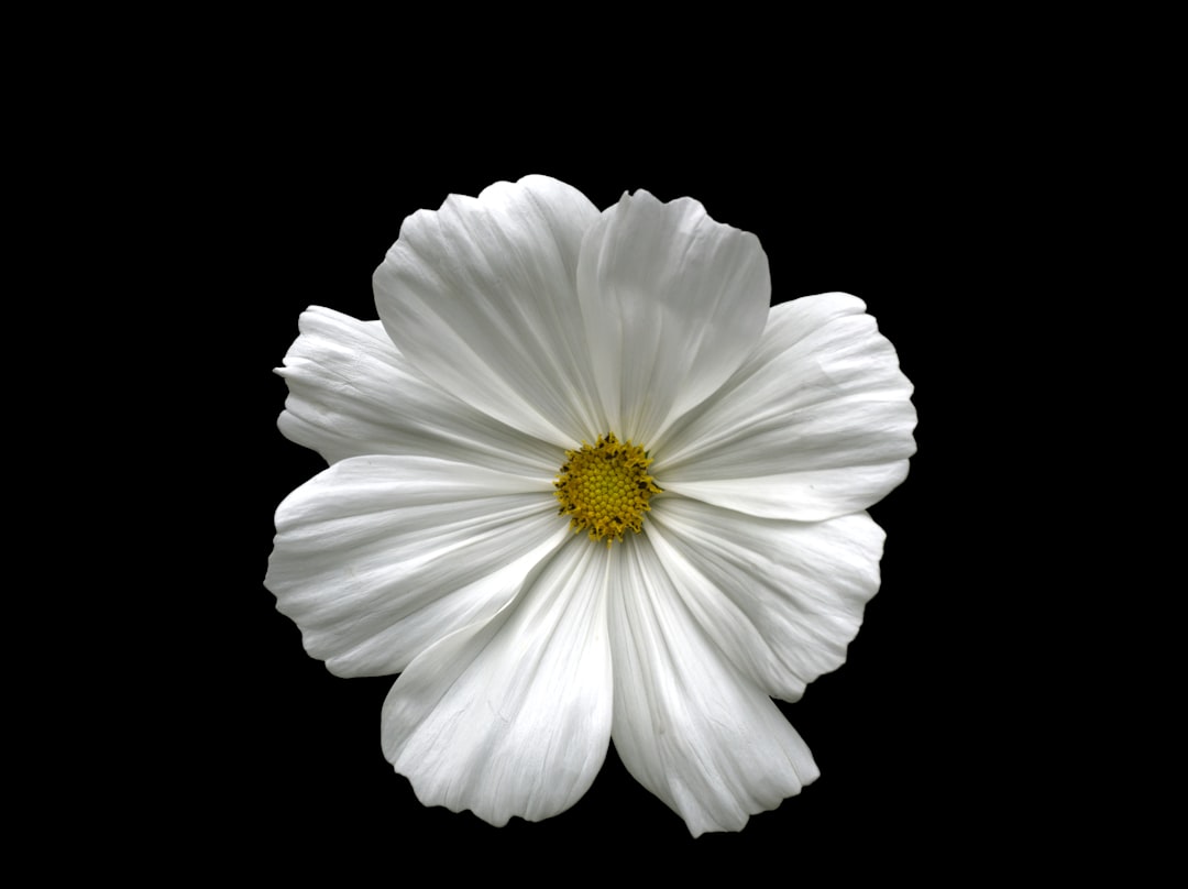 Photo White flower